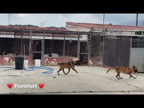 Frankfurt - Image 26