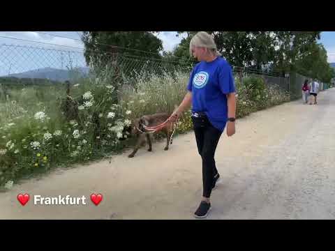 Frankfurt - Image 13