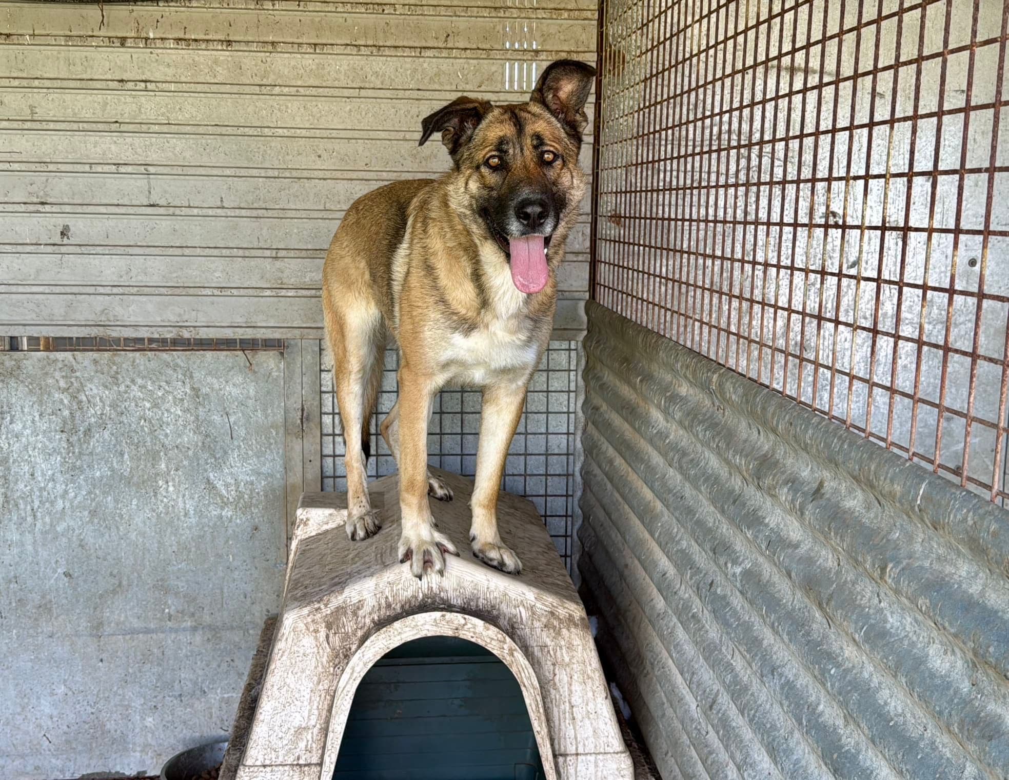 Pocahontas - Image 16