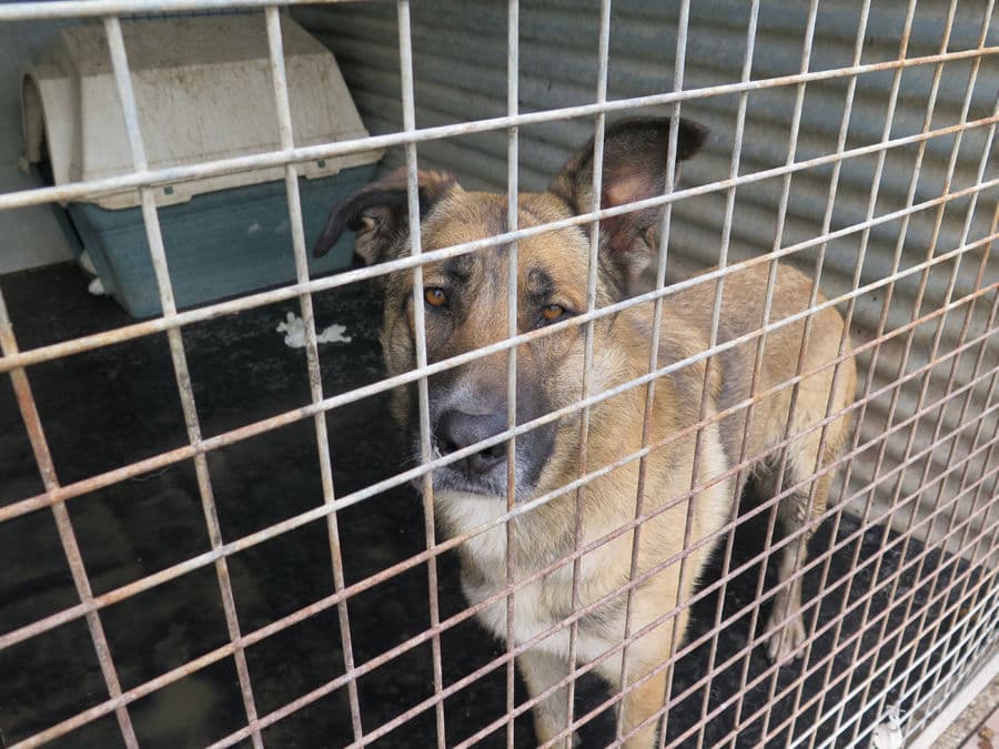 Pocahontas - Image 22