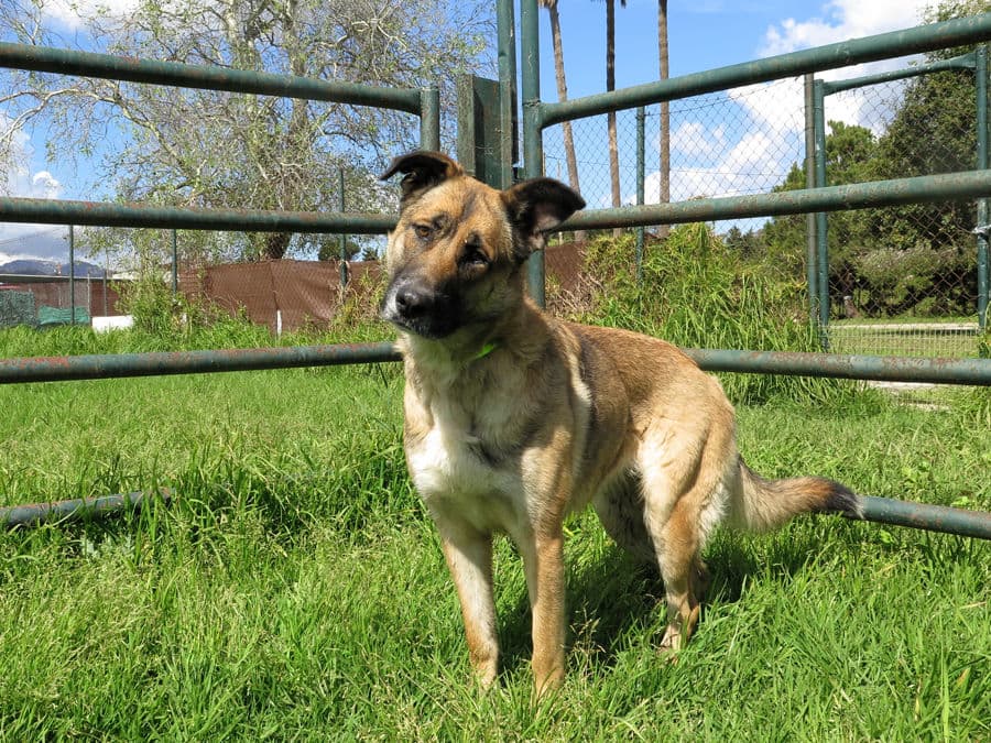 Pocahontas - Image 8