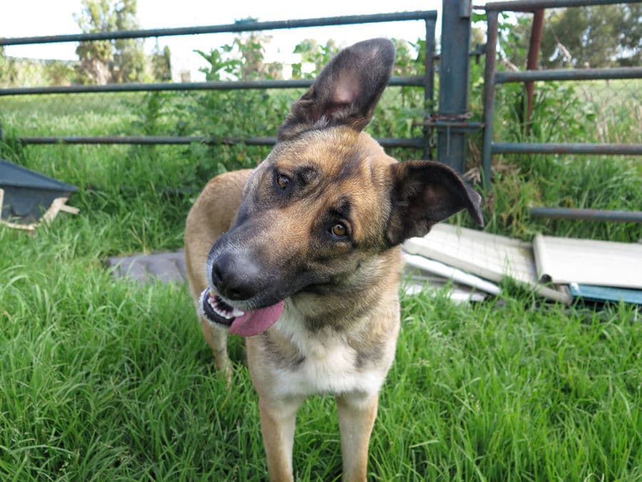 Pocahontas - Image 15