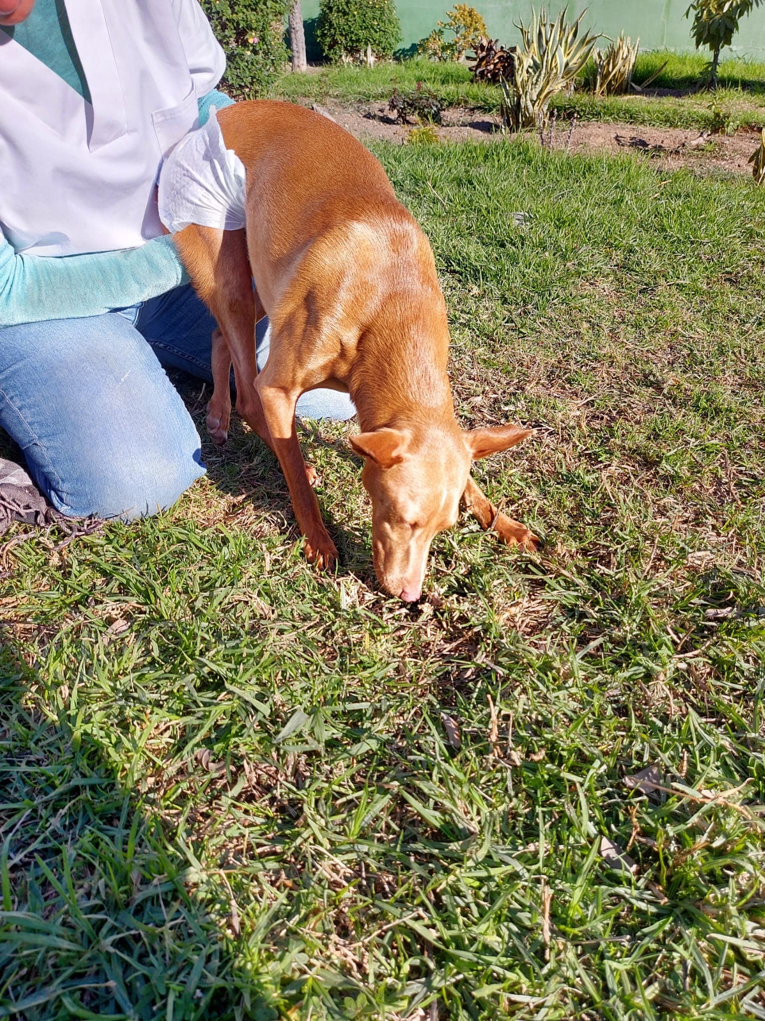 Spiderman - Image 14