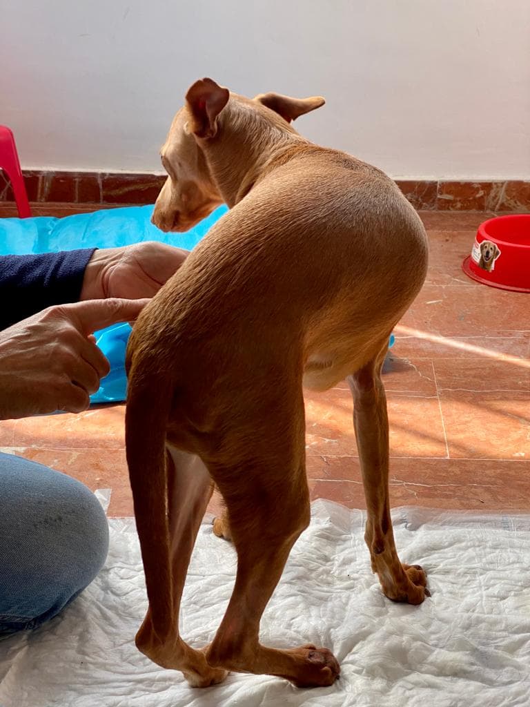 Spiderman - Image 10