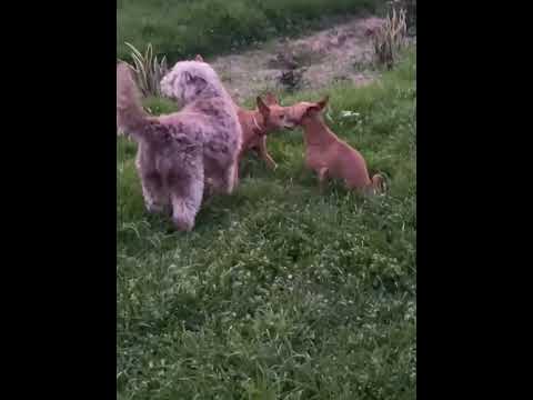 Spiderman - Image 16