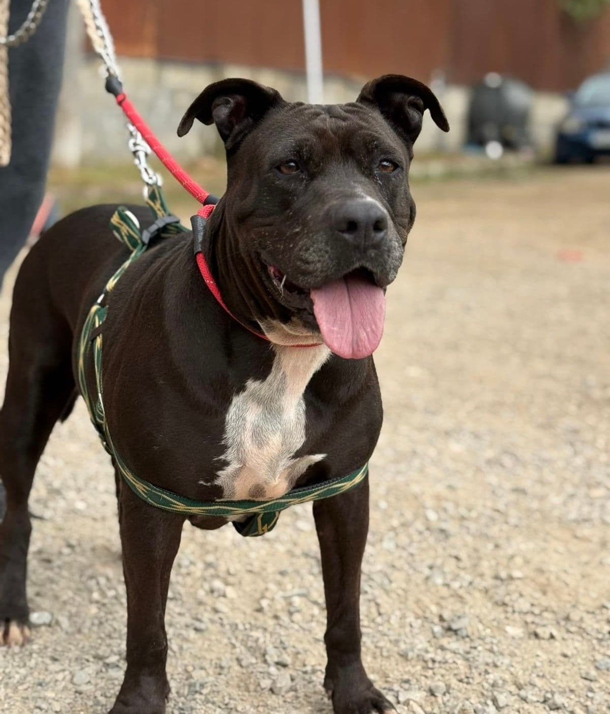 Margareth - Image 16