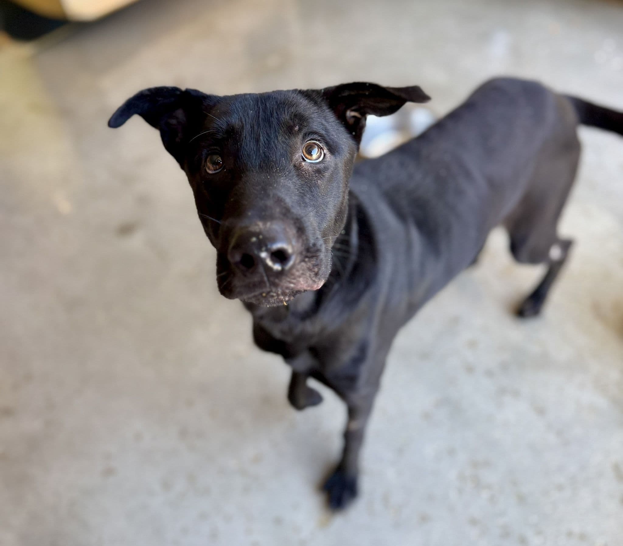 Tao (desdentao) - Image 8