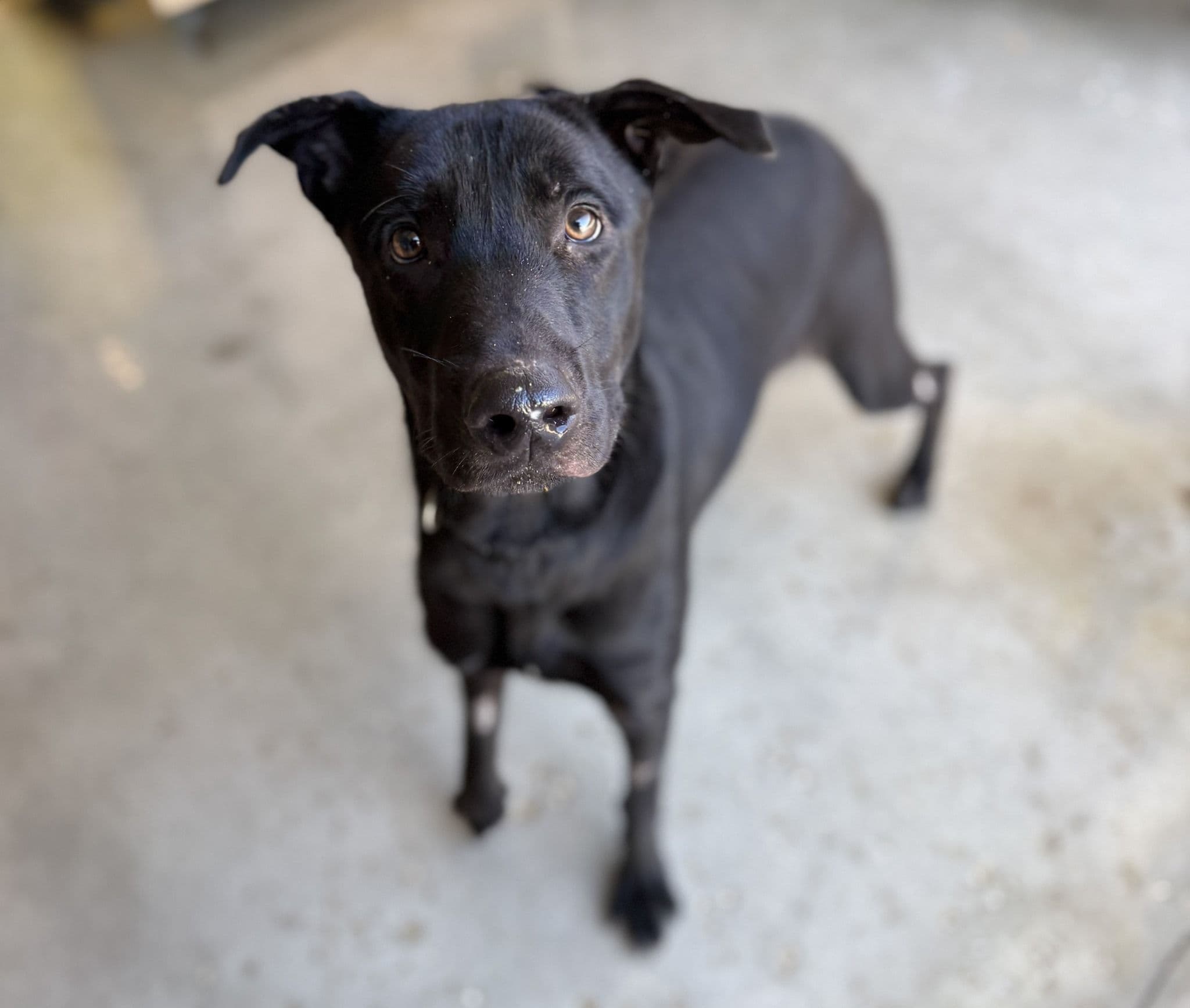 Tao (desdentao) - Image 3