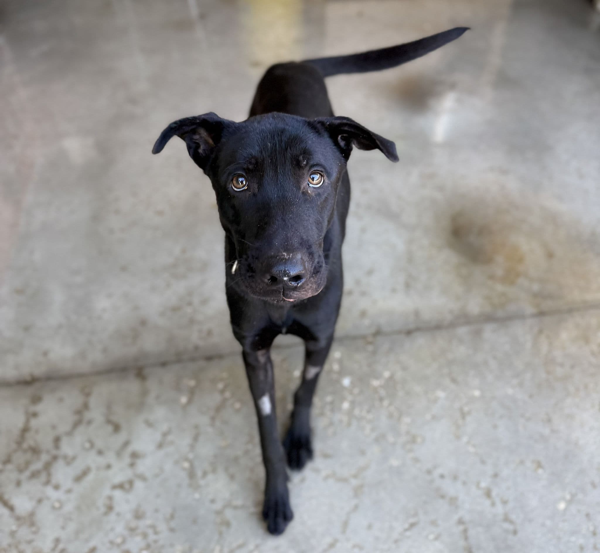 Tao (desdentao) - Image 7