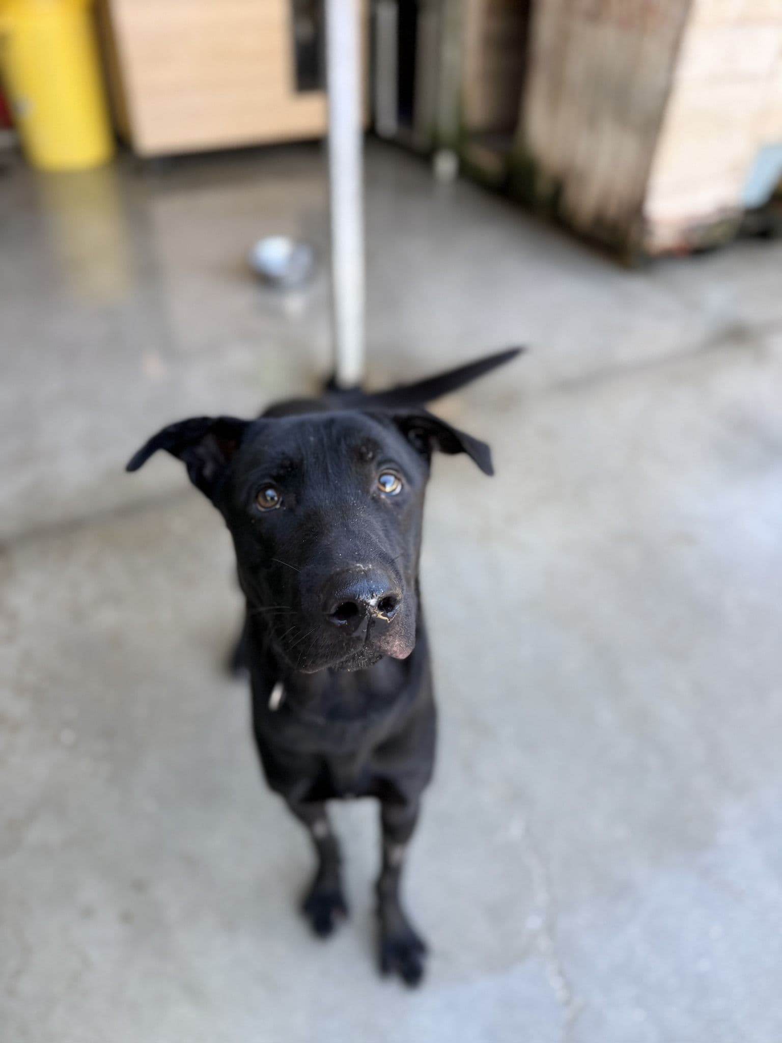 Tao (desdentao) - Image 6