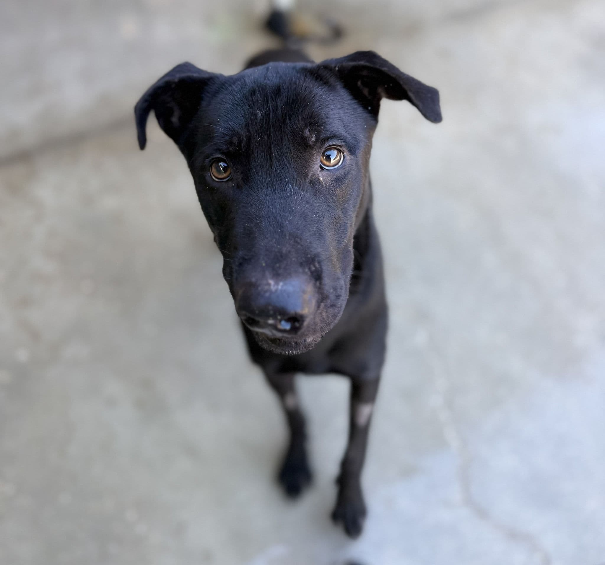 Tao (desdentao) - Image 2