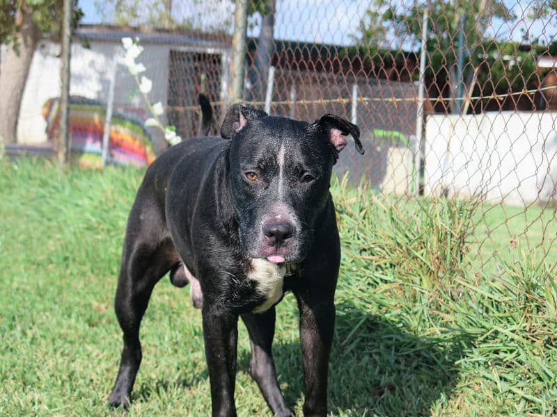 Ojos/obby - Image 18