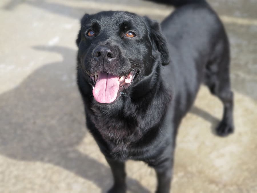 Malacaton - Image 12