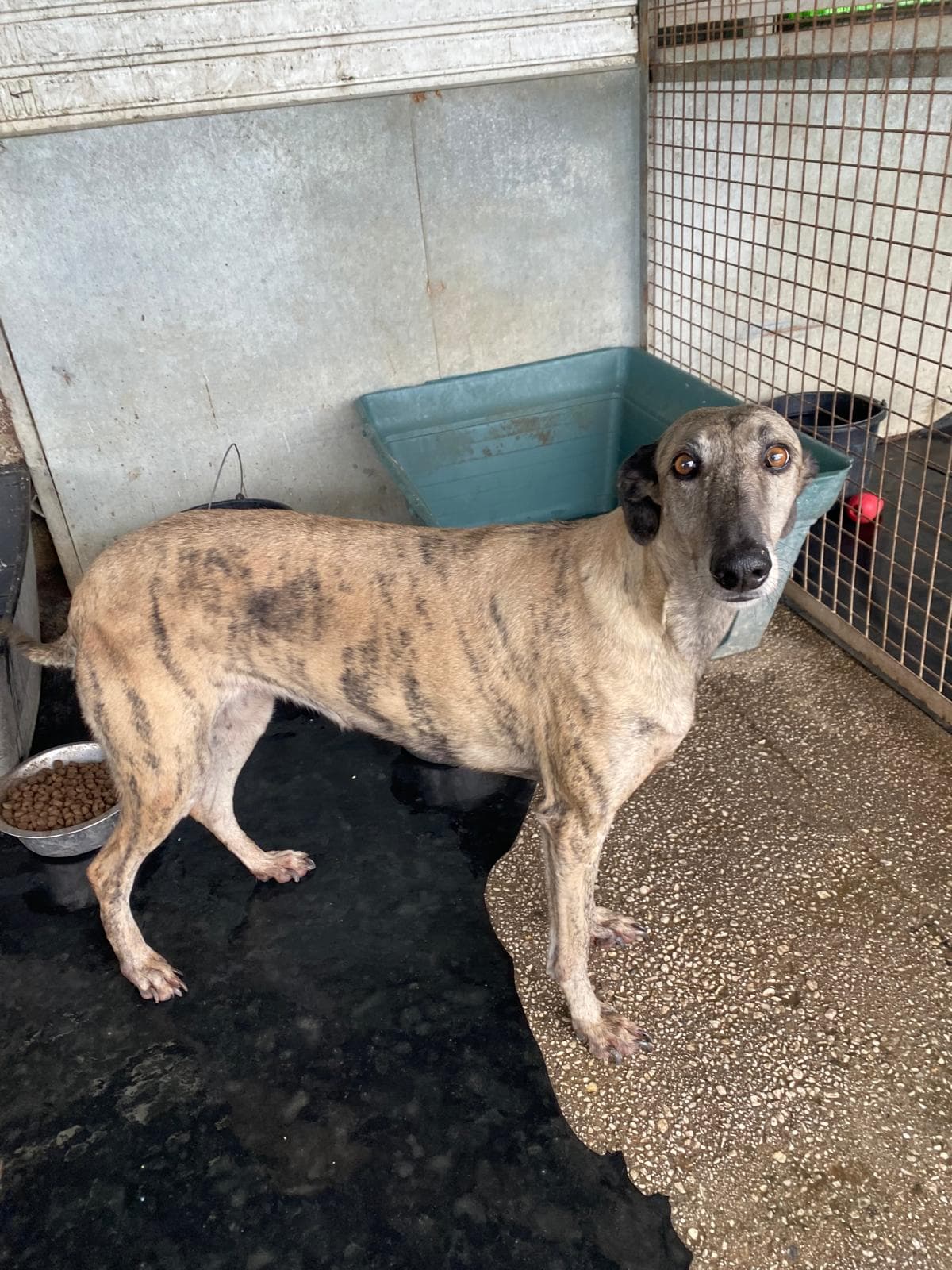 Tramontana - Image 6