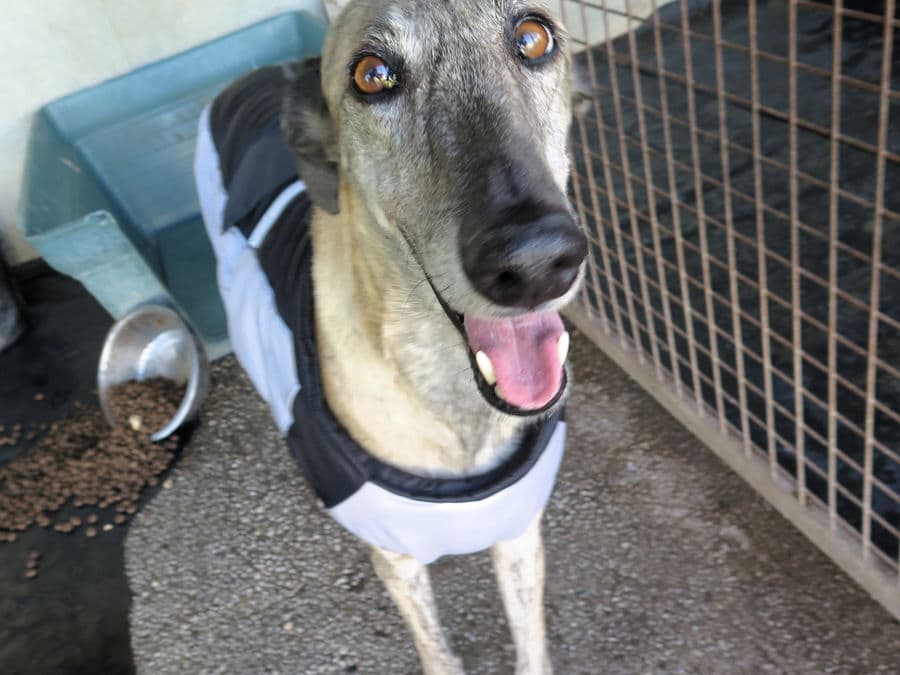 Tramontana - Image 3