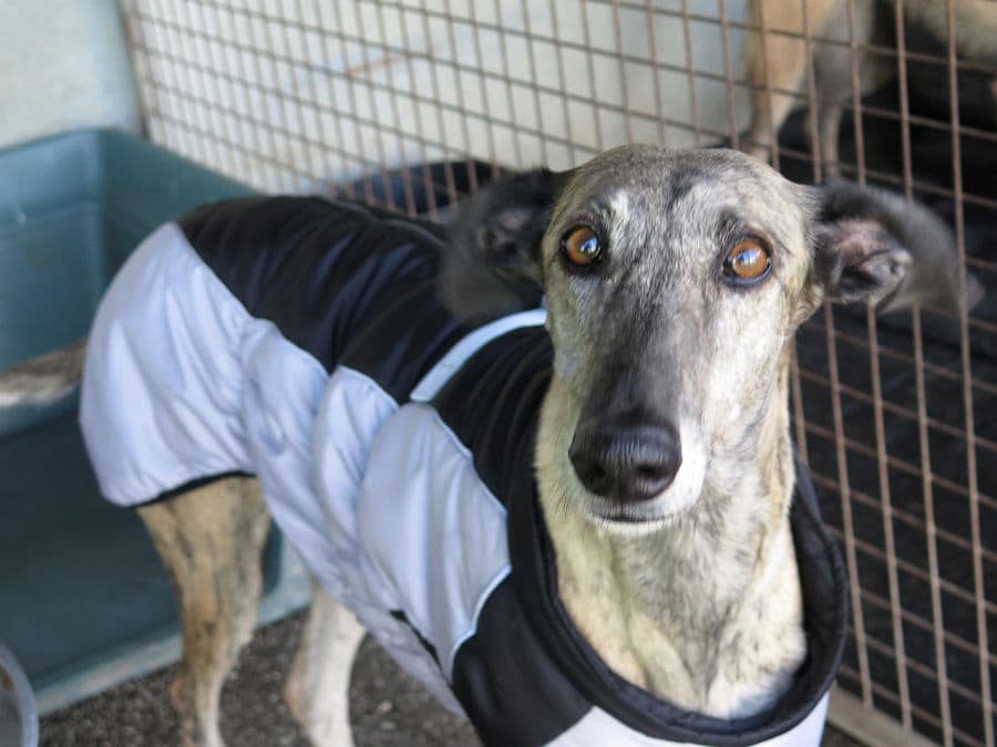 Tramontana - Image 8