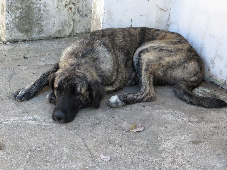 Tina Turner - Image 6