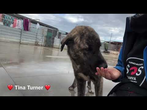 Tina Turner - Image 8