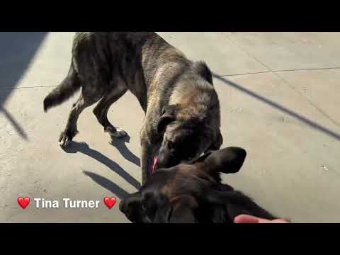 Tina Turner - Image 15