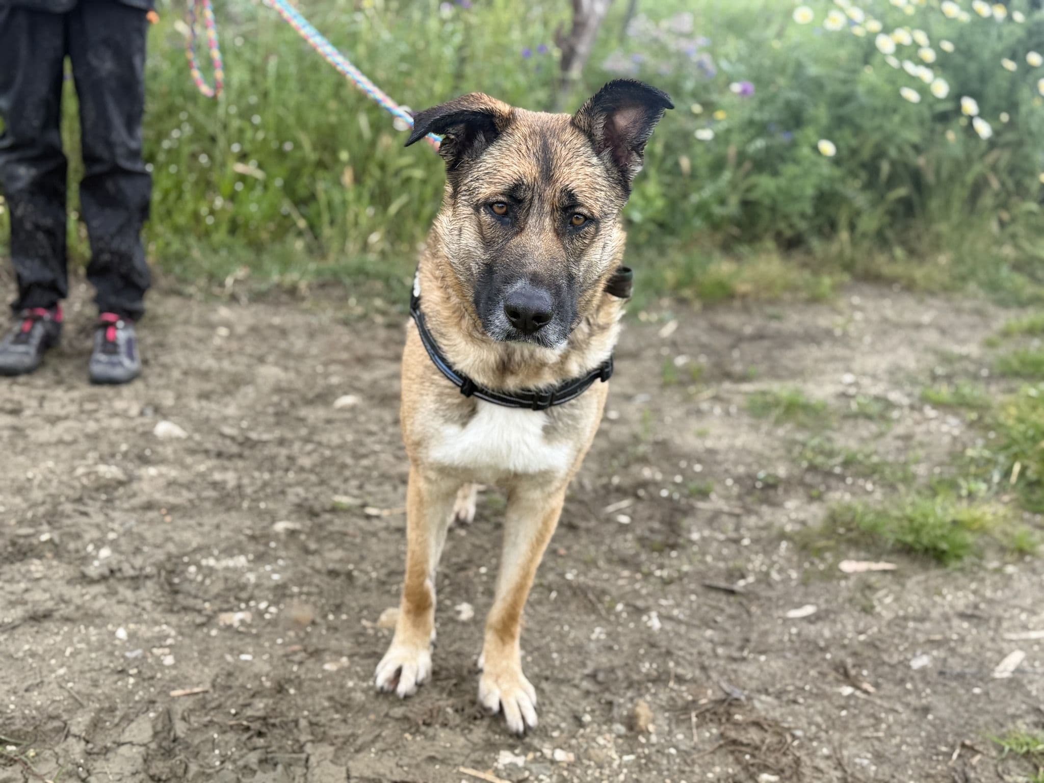 Pocahontas - Image 19