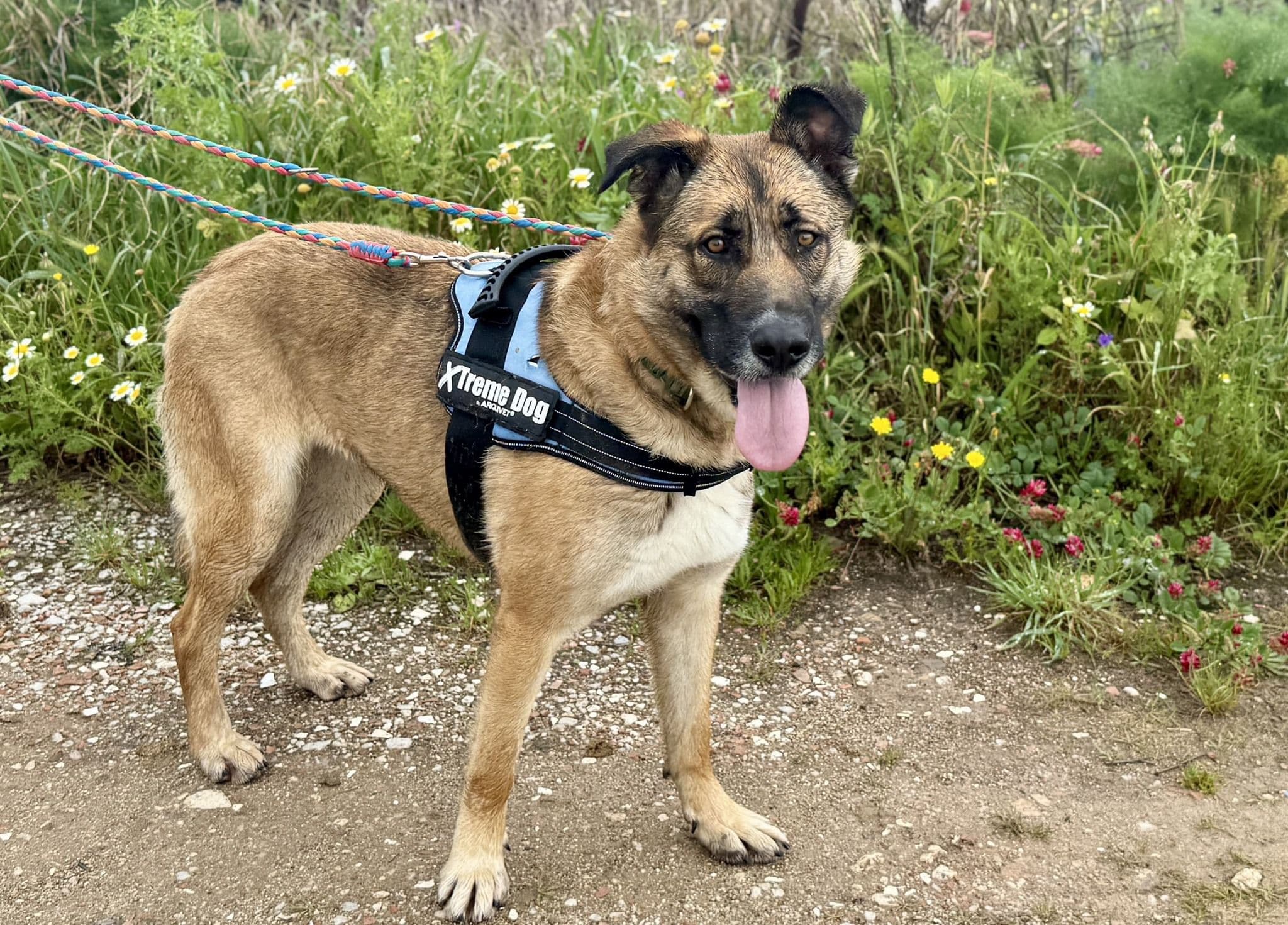 Pocahontas - Image 5