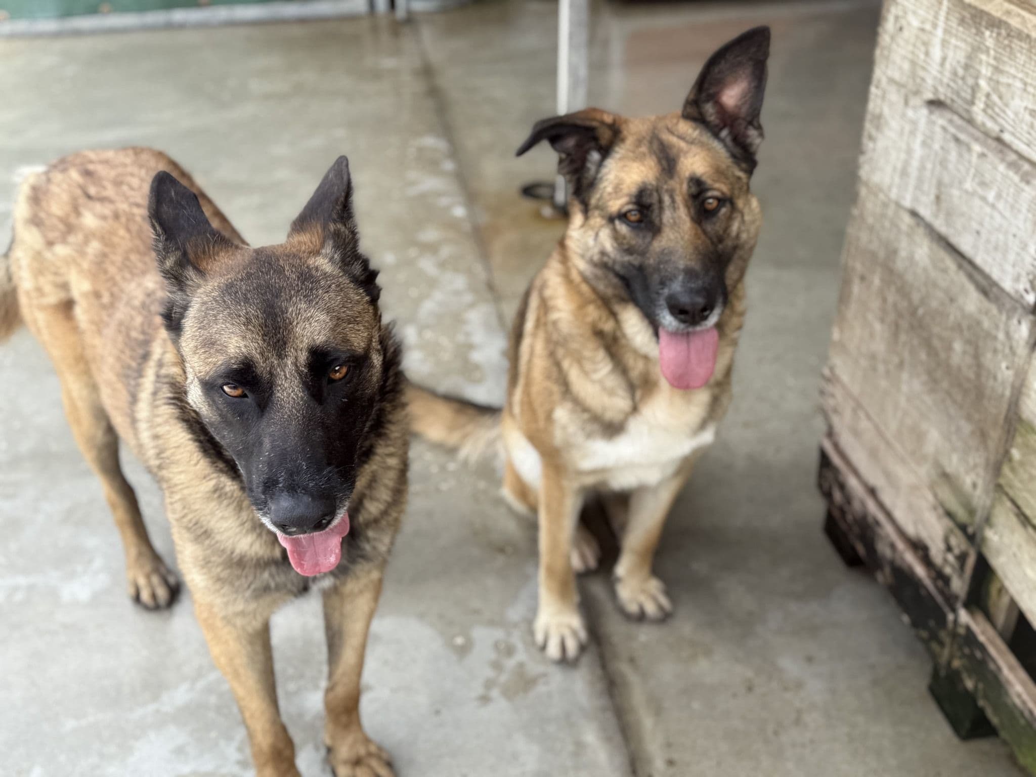 Pocahontas - Image 17