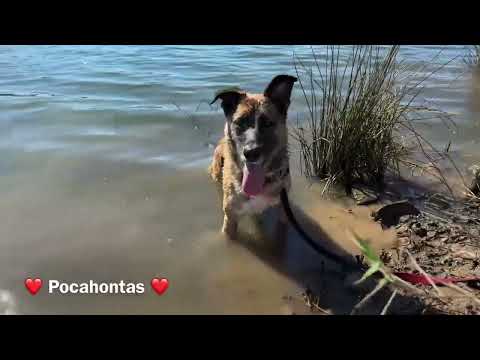 Pocahontas - Image 13