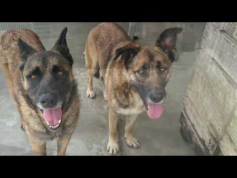 Pocahontas - Image 12