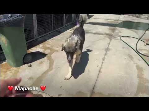 Mapache - Image 11