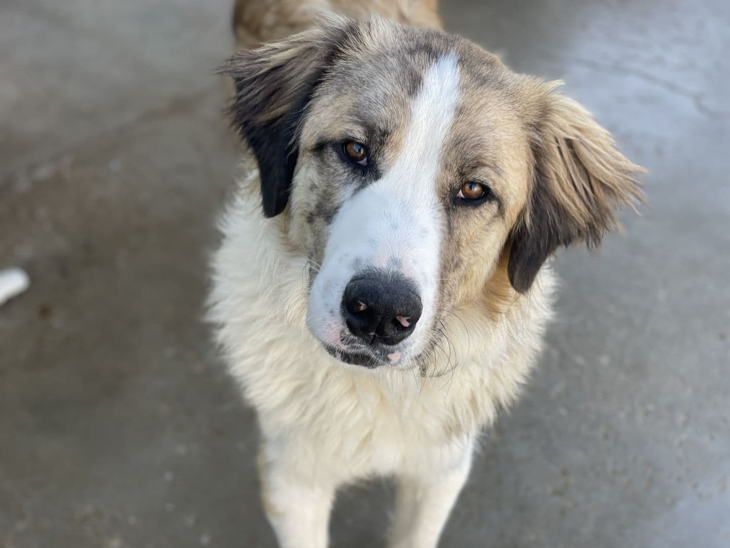 Guacamole - Image 18