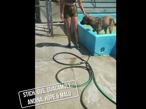 Guacamole - Image 12