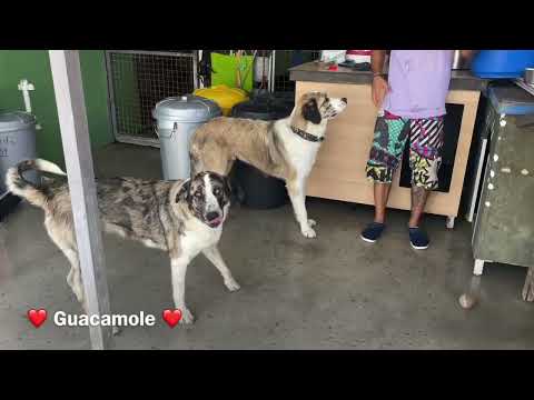 Guacamole - Image 13