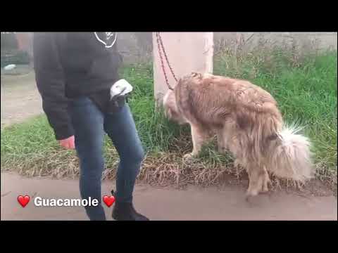 Guacamole - Image 28