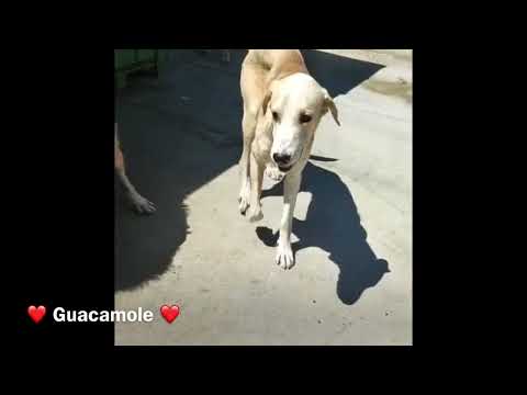 Guacamole - Image 10