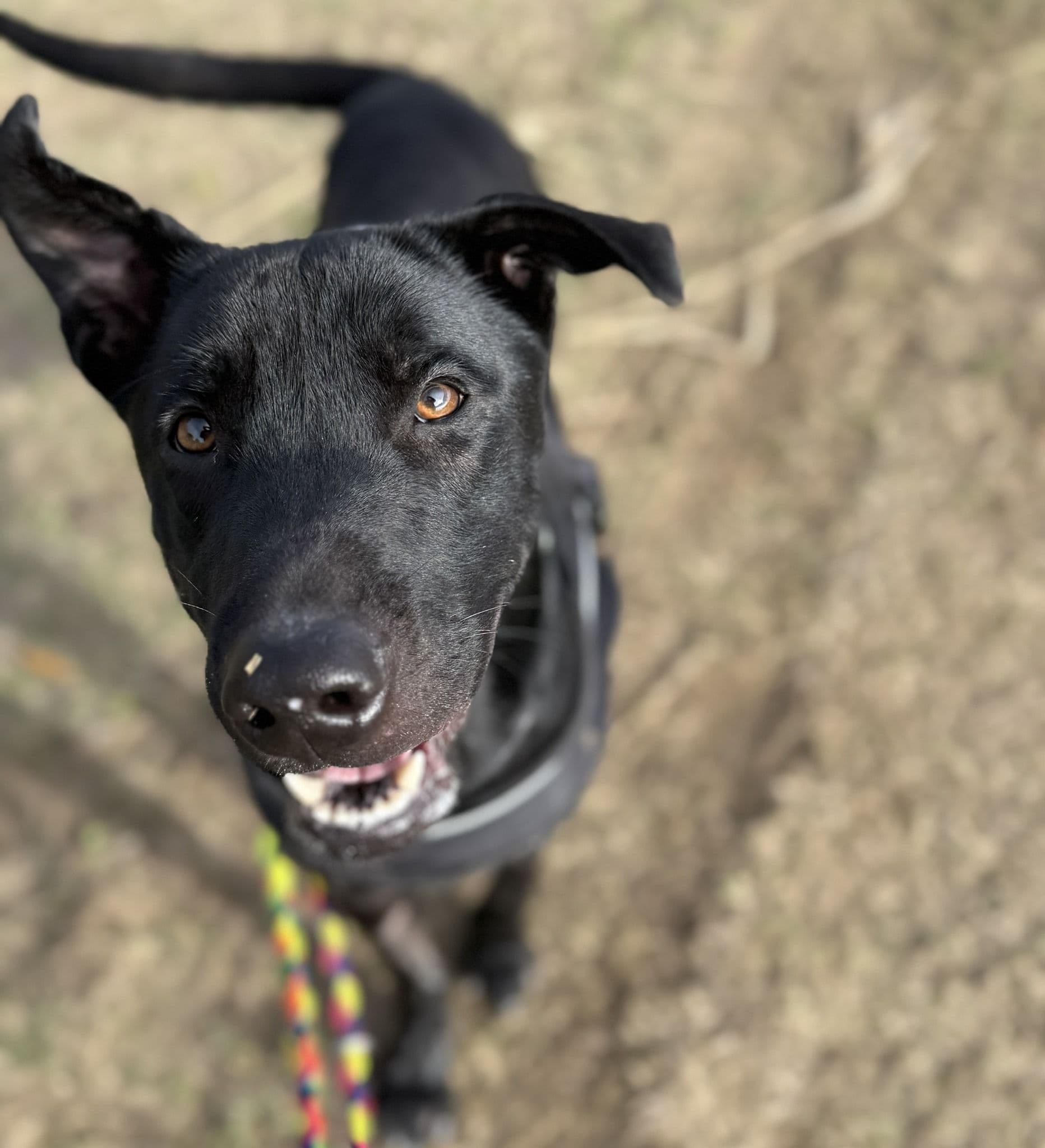 Tao (desdentao) - Image 14