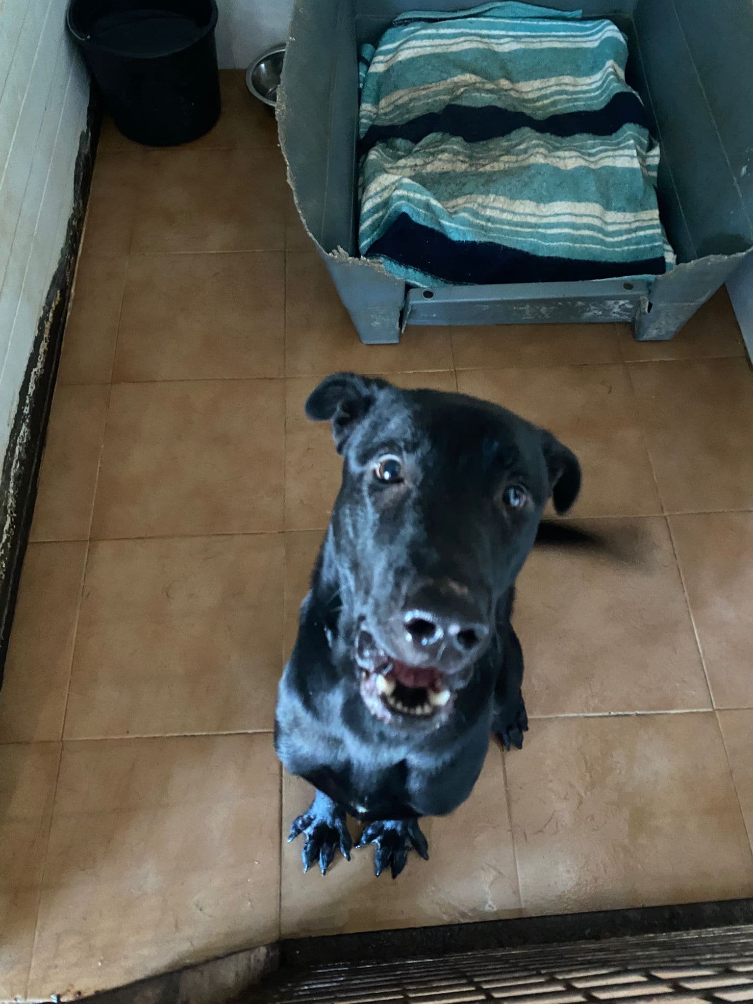 Tao (desdentao) - Image 15