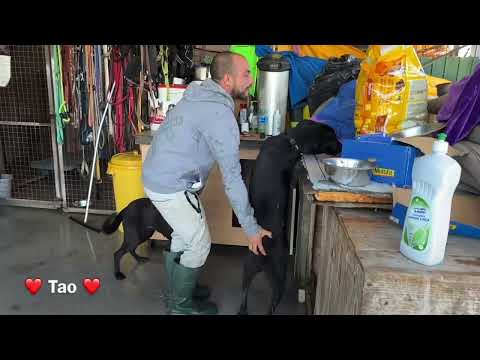 Tao (desdentao) - Image 9