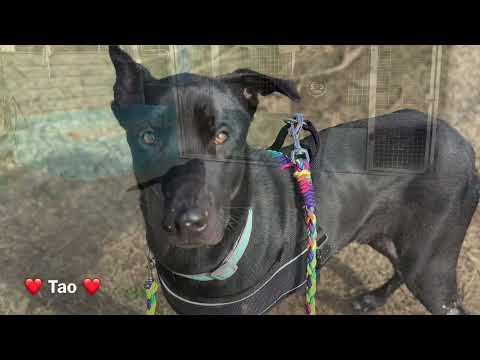 Tao (desdentao) - Image 20