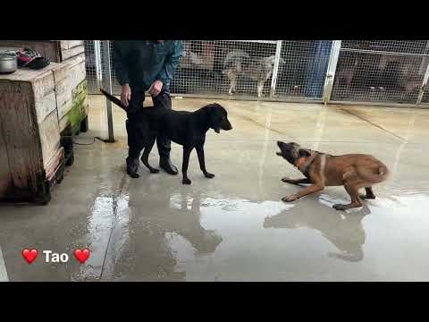 Tao (desdentao) - Image 21