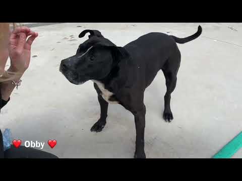 Ojos/obby - Image 22