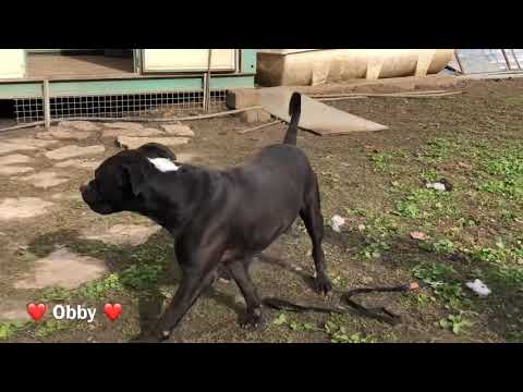 Ojos/obby - Image 20