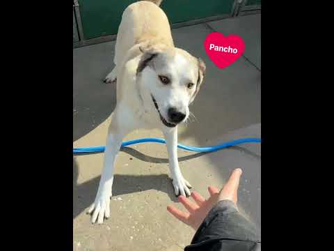 Pancho - Image 29